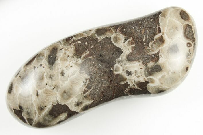 Large, 4.7" Polished Petoskey Stone (Fossil Coral) - Michigan
